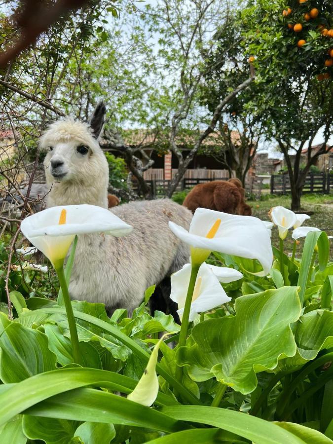 Monte Frio Alpacas Villa Nariz Exterior foto